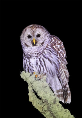 Cinereous Owl