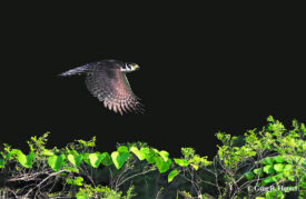 Collared Forest-Falcon