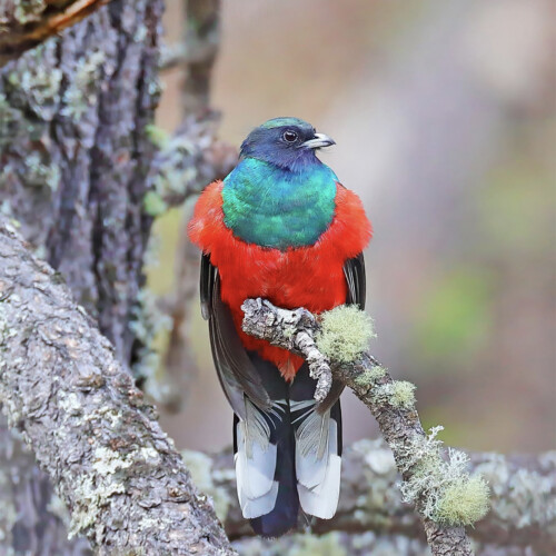 Eared Quetzal (near endemic); Cascada Cusárare, Sierra Madre Occidental, Chihuahua, Mexico