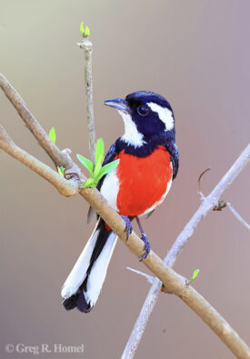 Red-breasted Chat (near endemic), Mojoneras, Jalisco.