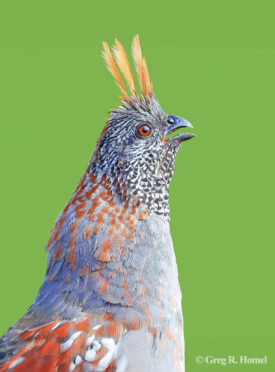 Elegant Quail