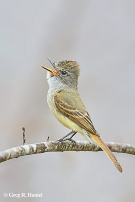Flammulated Flycatcher