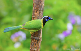 Green Jay (West Mexico race)