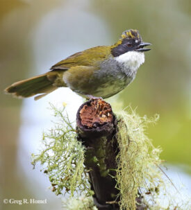 Green-striped Brushfinch (endemic); Sierra Madre Occidental, Sinaloa, Mexico
