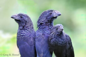 Grove-billed Ani