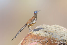 Lesser Roadrunner