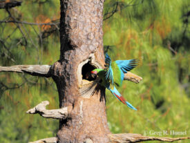 Military Macaw at natural nest site; Rancho Santuario, Cabo Corrientes, Jalisco, Mexico