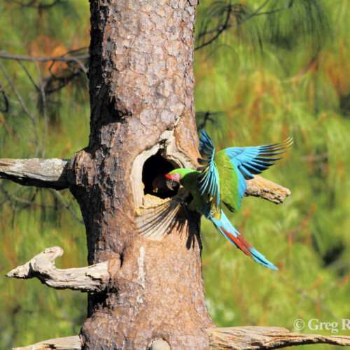 Military Macaw at natural nest site; Rancho Santuario, Cabo Corrientes, Jalisco, Mexico
