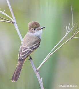 Nutting's Flycatcher (regional endemic), Mojoneras, Jalisco, Mexico Nutting's Flycatcher