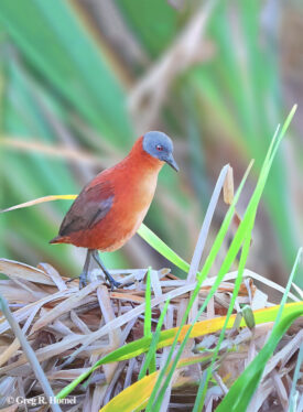 Ruddy Crake