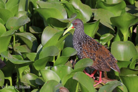 Spotted Rail