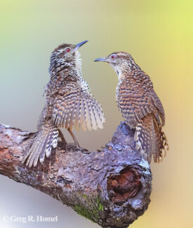 Spotted Wren
