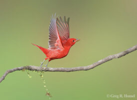 Summer Tanager; Rancho Primavera, Selva El Tuito, Jalisco, Mexico