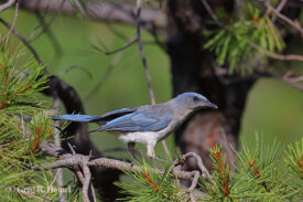 Transvolcanic Jay (endemic); Cerro La Bufa, Sierra Madre Occidental, Jalisco, Mexico