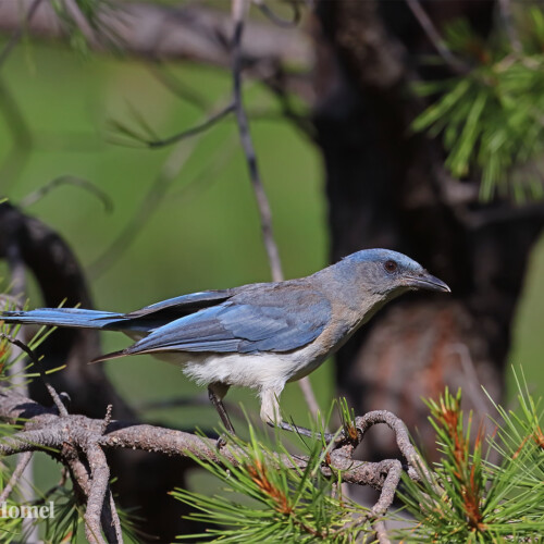 Transvolcanic Jay (endemic); Cerro La Bufa, Sierra Madre Occidental, Jalisco, Mexico