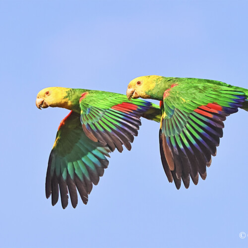 Tres Marias Amazons (endemic subspecies of Yellow-headed Amazon); Isla Maria Madre, Parque Nacional Islas Tres Marias, Nayarit, Mexico