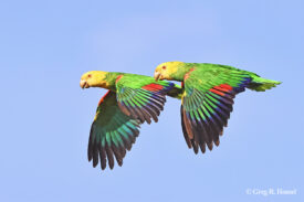 Tres Marias Amazons (endemic subspecies of Yellow-headed Amazon); Isla Maria Madre, Parque Nacional Islas Tres Marias, Nayarit, Mexico