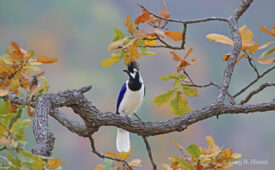 Tufted Jay (endemic); Sierra Madre Occidental, Sinaloa, Mexico