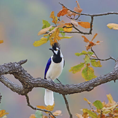 Tufted Jay (endemic); Sierra Madre Occidental, Sinaloa, Mexico