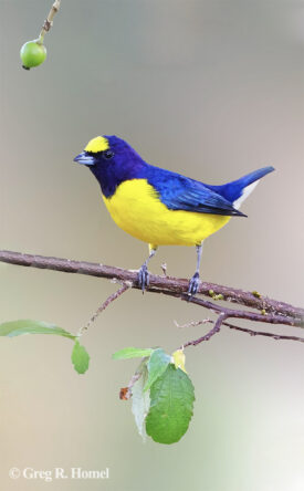 West Mexican Euphonia