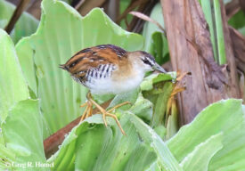 Yellow-breasted Crake; Laguna Zoquipan, San Blas, Nayarit, Mexico
