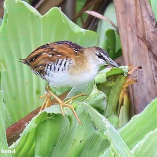 Yellow-breasted Crake; Laguna Zoquipan, San Blas, Nayarit, Mexico