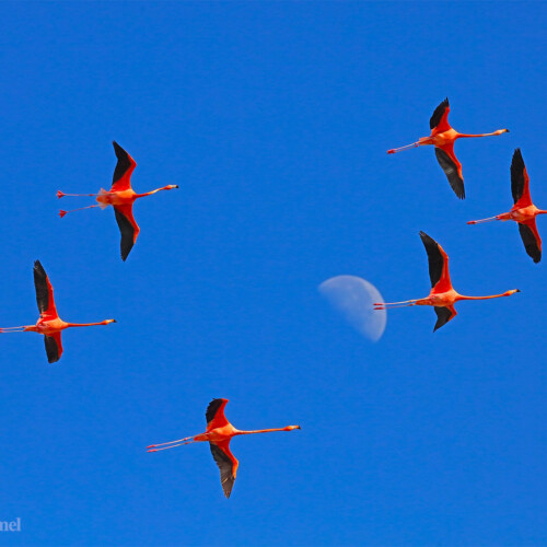American Flamingos; Parque Natural Ría Lagartos, Yucatán, Mexico
