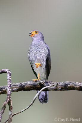 Barred Forest-Falcon; access road, Calakmul Biosphere Reserve, Campeche, Mexico
