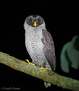 Black-and-White Owl; Calakmul, Campeche, Mexico