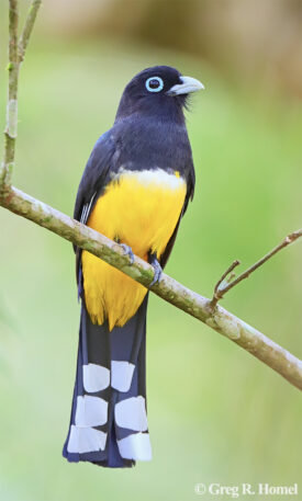 Black-headed Trogon; Calakmul, Campeche, Mexico