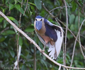 Boat-billed Heron; Ría Lagartos Natural Park, Yucatán, Mexico