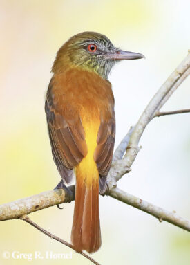 Bright-rumped Attila
