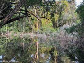 Flooded tintal habitat, Calakmul Biosphere Reserve; Campeche, Mexico