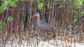 Clapper Rail; Las Coloradas Salt Ponds, Ría Lagartos Natural Park, Yucatán, Mexico