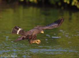 Common Black Hawk; Ría Lagartos Natural Park, Yucatán, Mexico