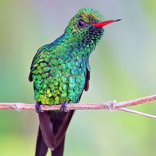 Cozumel Emerald (endemic); Ruinas El Cedral, Isla Cozumel, Mexico