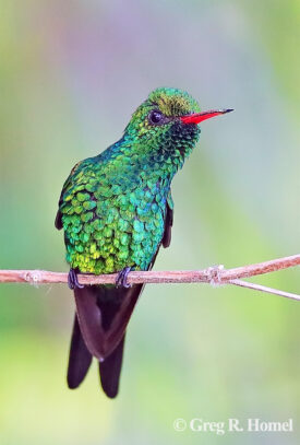 Cozumel Emerald (endemic); Ruinas El Cedral, Isla Cozumel, Mexico