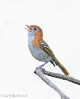 Cozumel Vireo (endemic); Bello Caribe, Isla Cozumel, Mexico