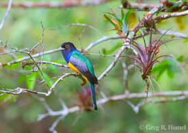 Gartered Trogon; Calakmul National Park, Campeche, Mexico
