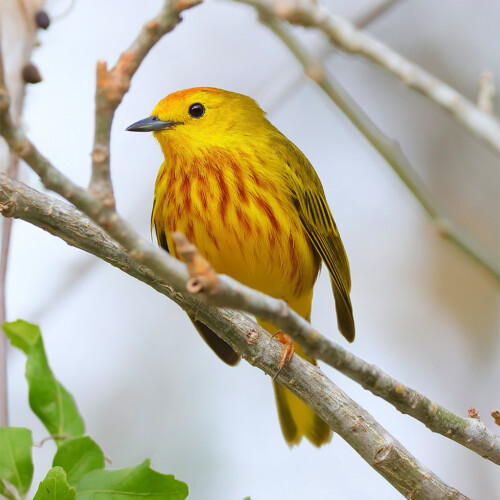 Mangrove Yellow Warbler ("Golden Warbler," endemic race); Bello Caribe, Isla Cozumel, Mexico