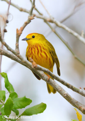 Mangrove Yellow Warbler ("Golden Warbler," endemic race); Bello Caribe, Isla Cozumel, Mexico