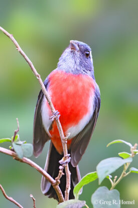 Gray-throated Chat; Calakmul National Park, Campeche, Mexico