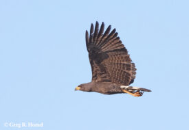 Great Black Hawk; Ría Lagartos Natural Park, Yucatán, Mexico