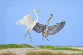 Great Blue Heron (Great Blue and “Great White” morphs); Las Coloradas Salt Ponds, Ría Lagartos Natural Park, Yucatán, Mexico