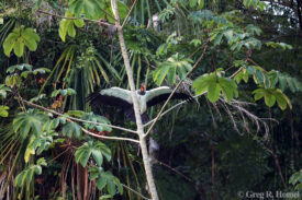 King Vulture; Calakmul, Campeche, Mexico