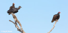Lesser Yellow-headed Vulture, Black Vulture, Turkey Vulture; Ría Lagartos Natural Park, Yucatán, Mexico