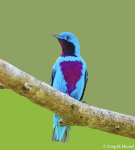 Lovely Cotinga; Calakmul, Campeche, Mexico