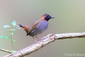 Mayan Antthrush; Calakmul, Campeche, Mexico