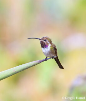 Mexican Sheartail (endemic); Celestun, Yucatán, Mexico