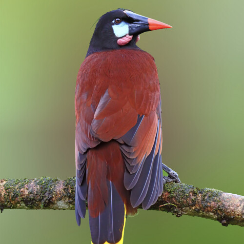 Montezuma Oropendula; Calakmul, Campeche, Mexico